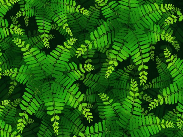 My First Native Plants Have Arrived!