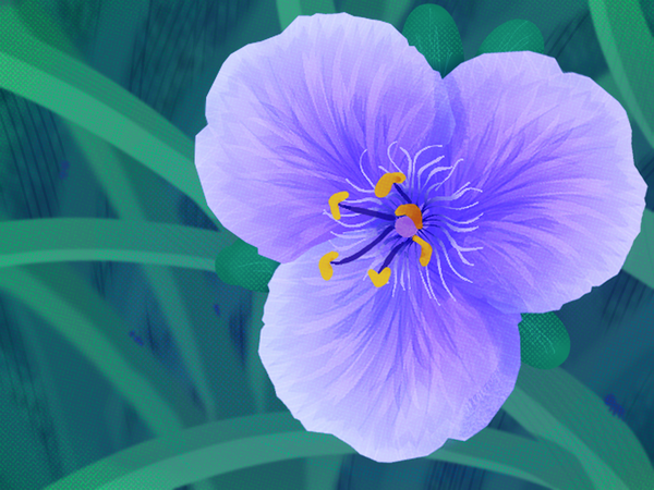 Deciding to Turn My Back Yard Into a Wildflower Prairie