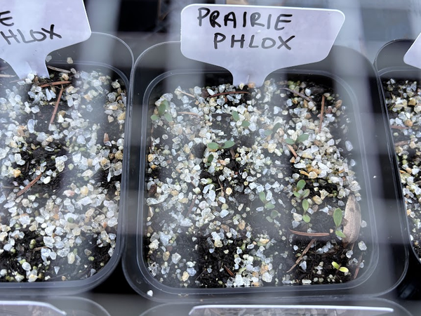 #12: I Grew Plants From Seed!